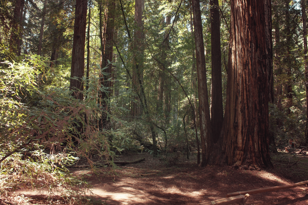 Red Woods Forest